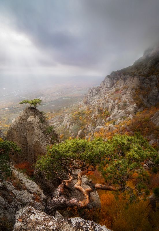 долина приведений, демерджи, лес, осень, горы, сосны, деревья, облака, крым \
