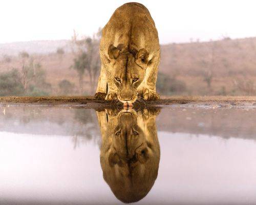 The Lioness 