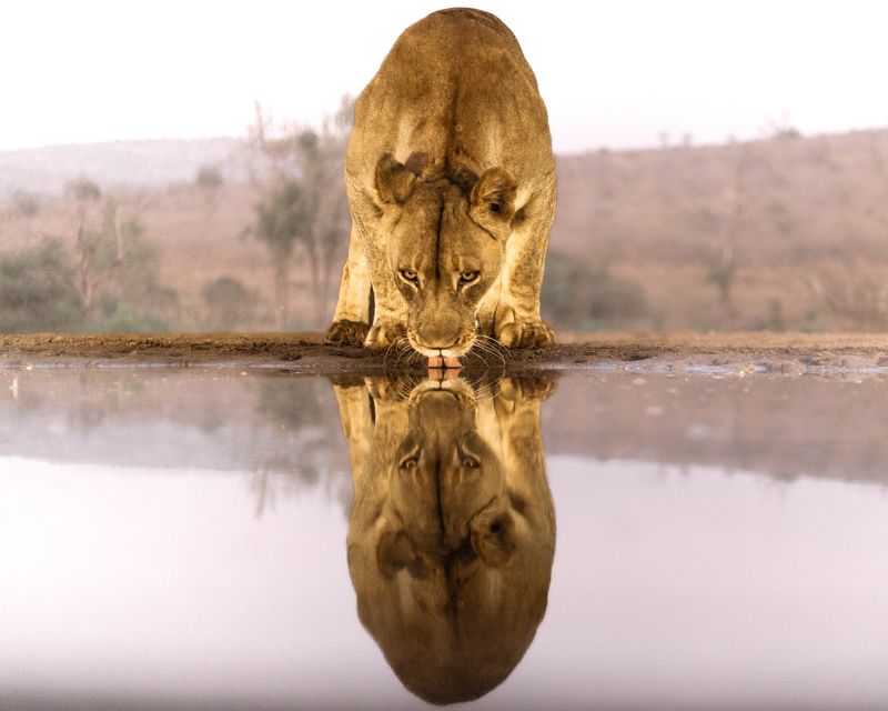 #wildlife #lioness #bigcats The Lioness  фото превью