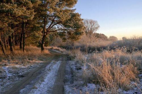 Дорога в лес.
