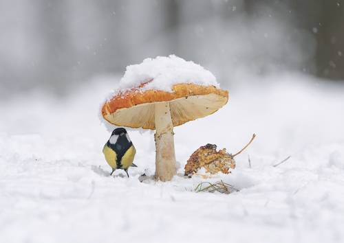 Вот и снег выпал.