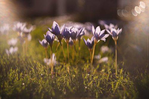 История осенних воскрешений.