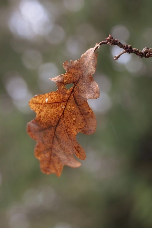 макро, осень, pentacon, manual lens, природа, nature, forest, autumn, dry leaf Последний лист фото превью