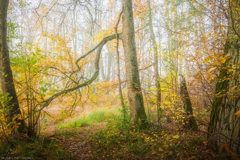 В осеннем лесу фото превью