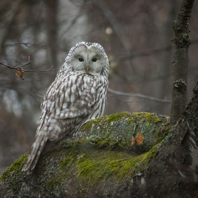 уральская неясыть, длиннохвостая неясыть Уральская неясыть фото превью