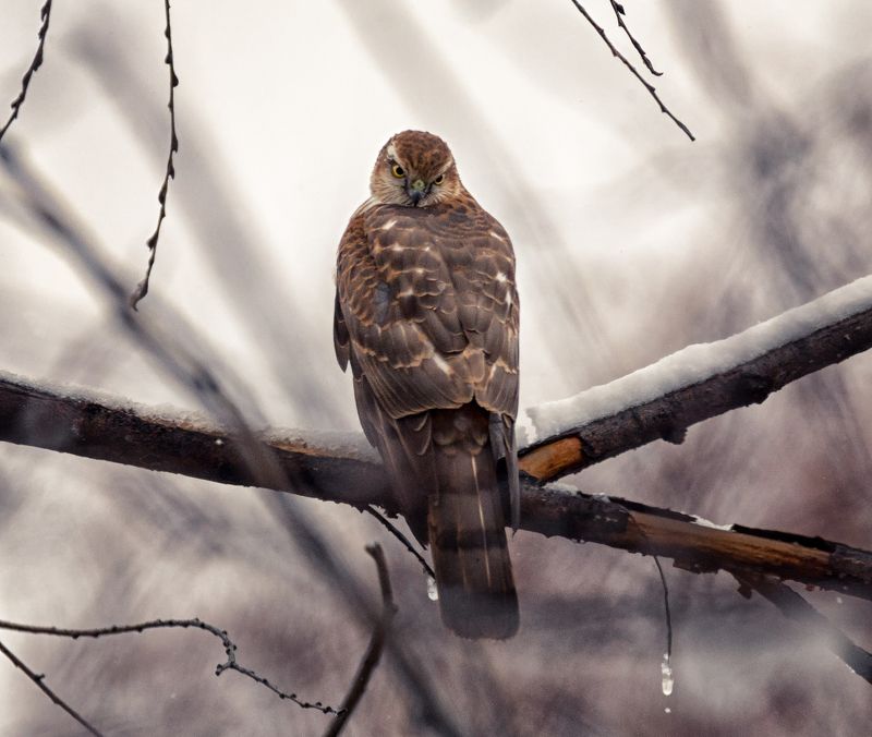 птица, хищник, ястреб, предзимье, Поздняя осень - ястреб. (3 ФОТО). фото превью