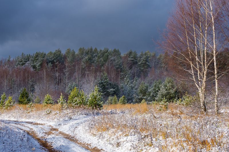снег поле лес серково Свежесть первого снега. фото превью