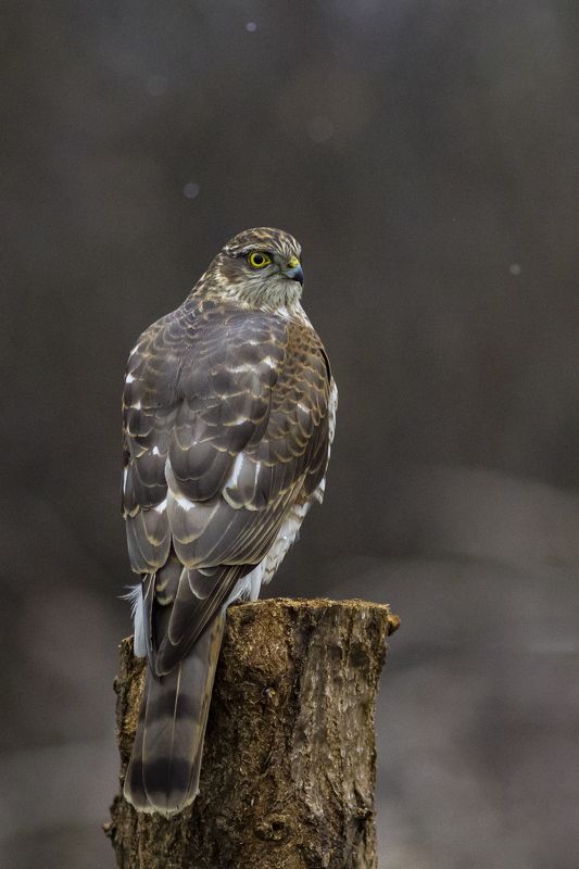 природа Ястреб-перепелятник фото превью