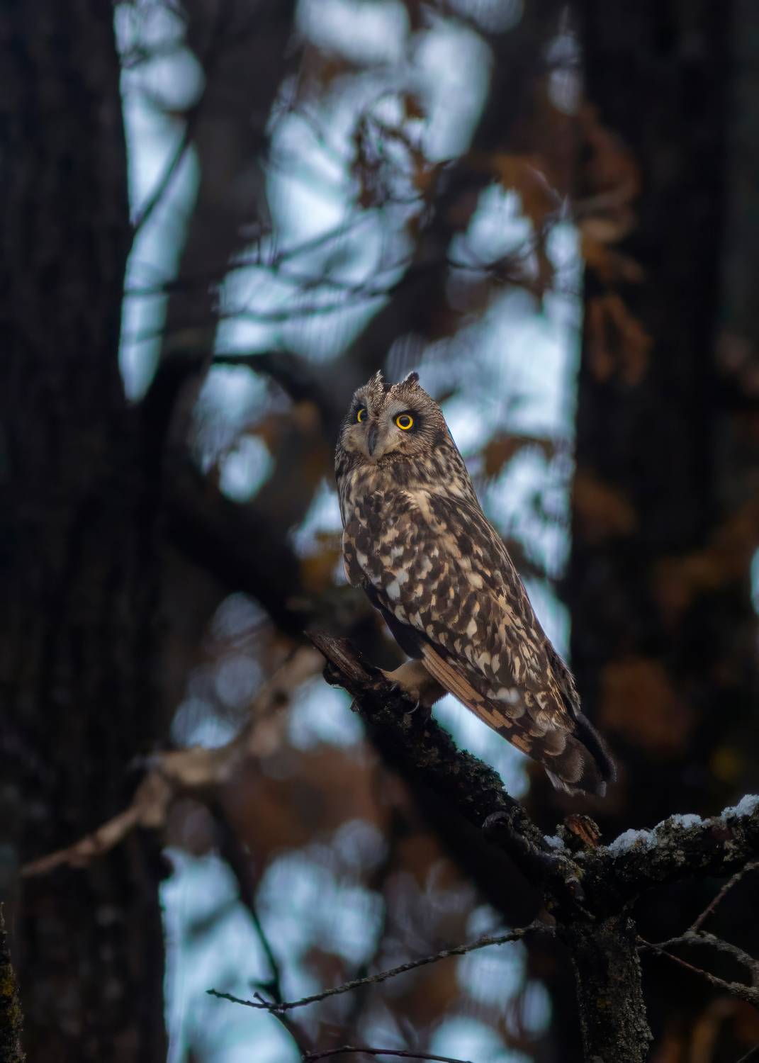 сова, болотная сова, природа, дикая природа, wildlife, nature, Пронин Денис
