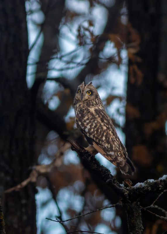 сова, болотная сова, природа, дикая природа, wildlife, nature Болотная сова в осеннем антураже фото превью