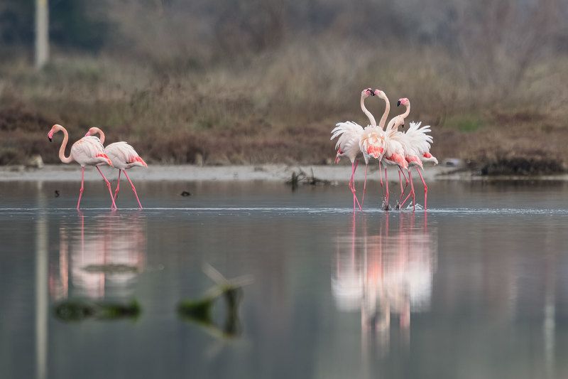 Flamingo фото превью