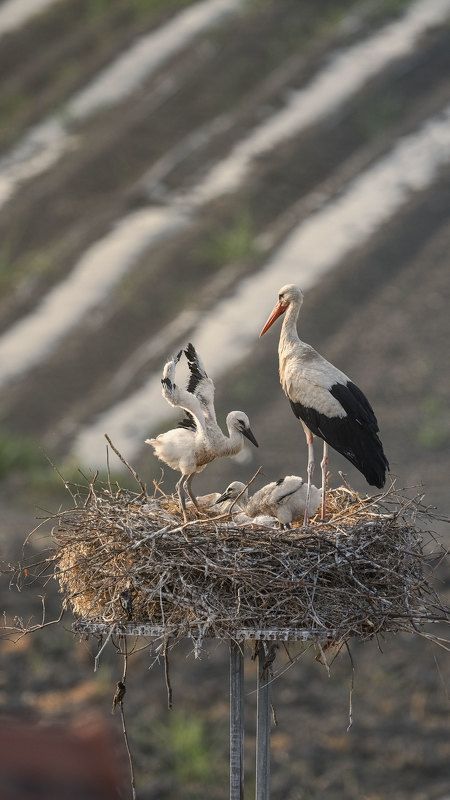 Storks фото превью