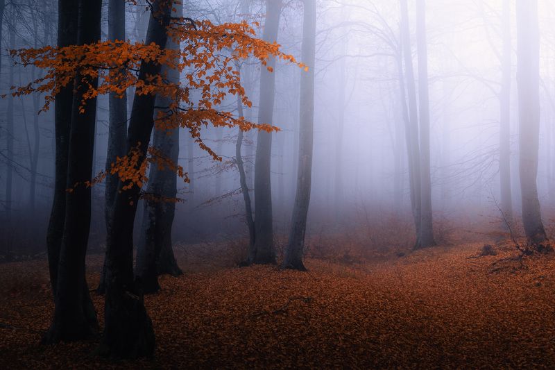 #Атмосфера #Растение #мъгла #Природен пейзаж #Дърво #Клонка #Растителност Autumn mood фото превью