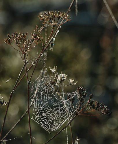 По утру, роса на паутине..