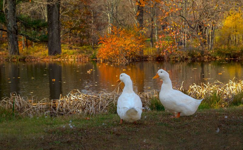 Мы с приятелем вдвоём замечательно живём... фото превью