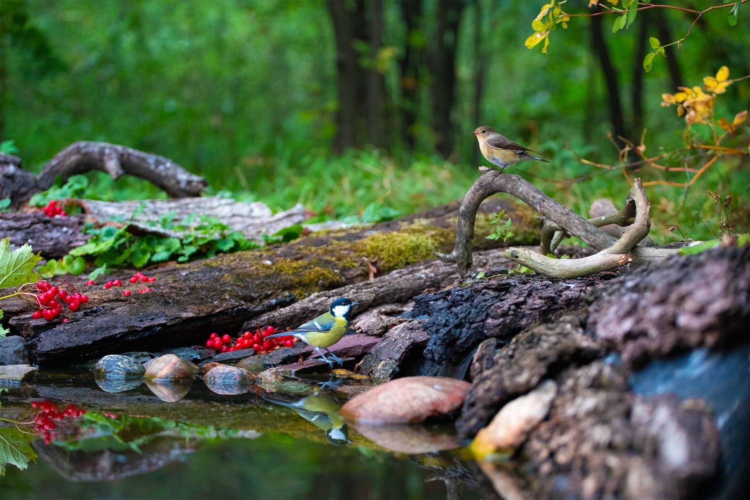 , Чудинин Дмитрий