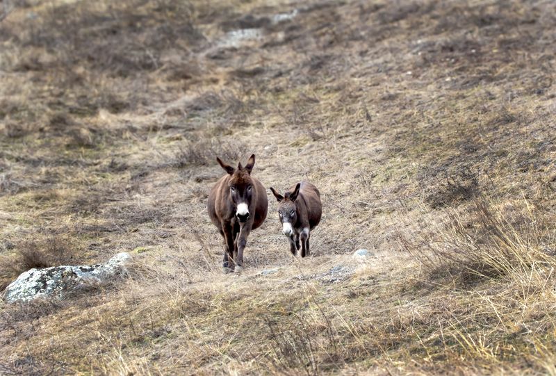 Жители Даргавса фото превью