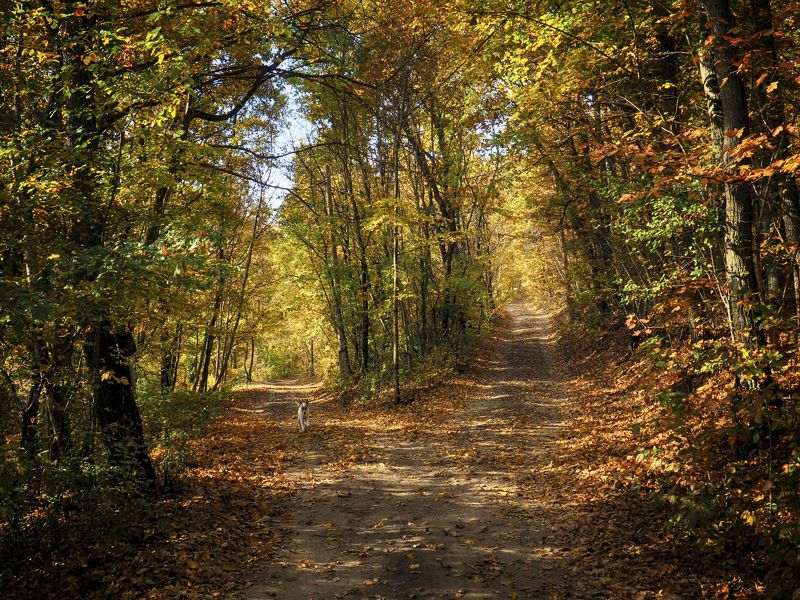 Autumn forest фото превью