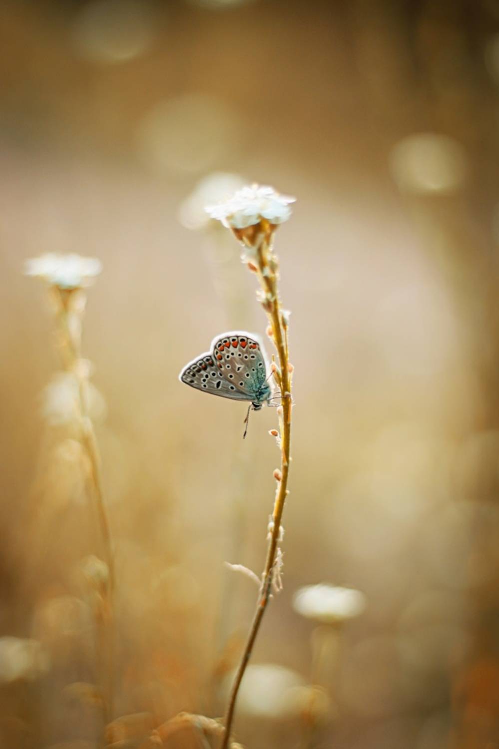 , Krzysztof Trojanowski