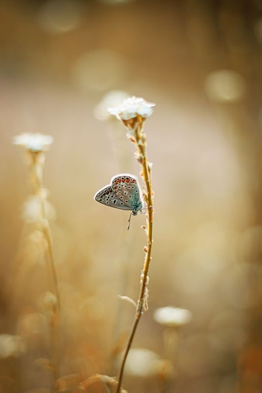 ... фото превью