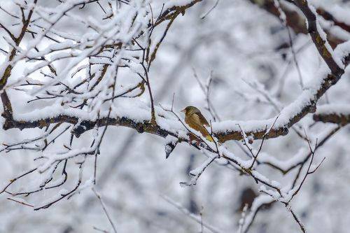 Китайская зеленушка и первый снег