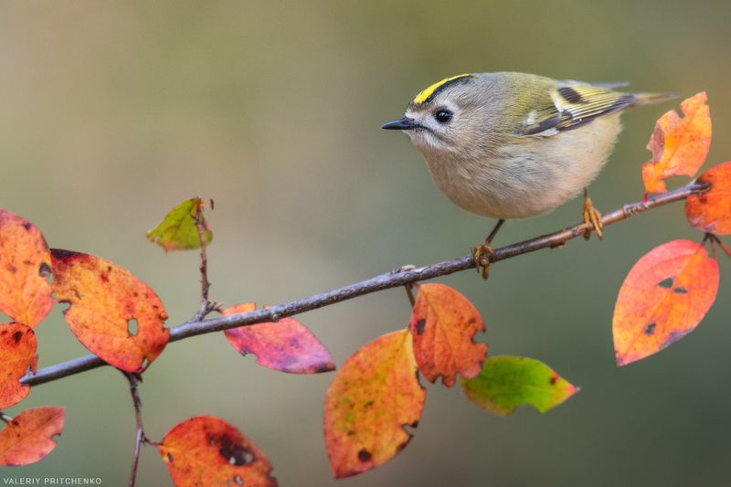 Желтоголовый королёк фото превью
