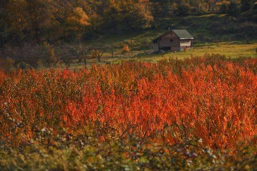 Персиковая осень