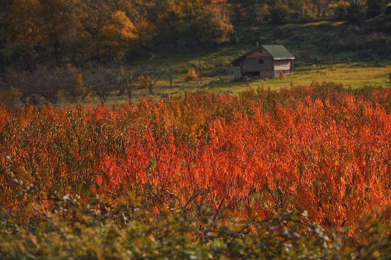 сад, персики, осень Персиковая осень фото превью