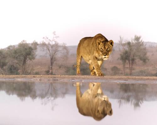 The lioness 