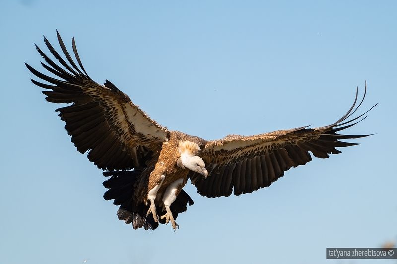 Белоголовый сип фото превью