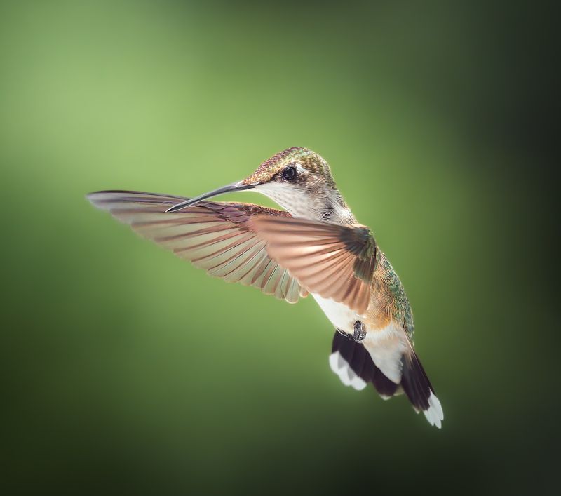 bird, humming, hummingbird, hummingbirds, hummer, rufous, nature, animals, wild, action, dynamic Embrace фото превью