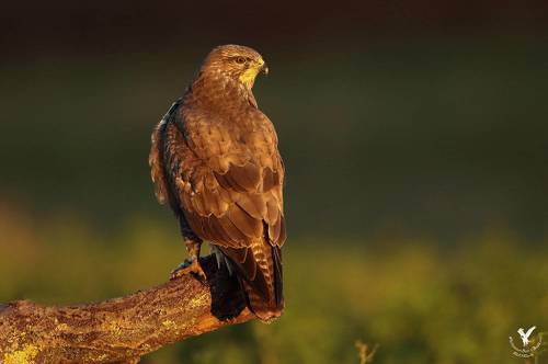 Встречая рассвет.