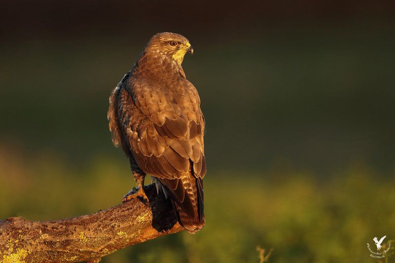канюк Встречая рассвет. фото превью