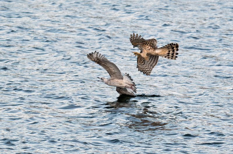 Ястреб тетеревятник на охоте. фото превью