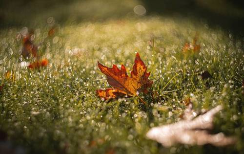 Павшие в космос октябрьских рос.