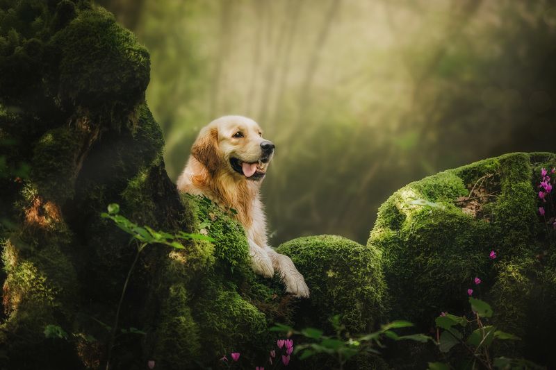 In the fairytale forest фото превью