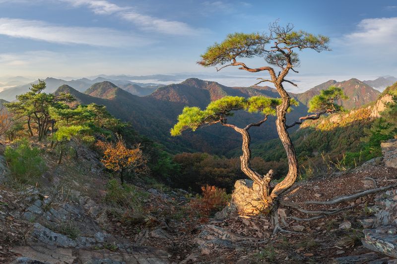 Pine on a horse\'s ridge фото превью