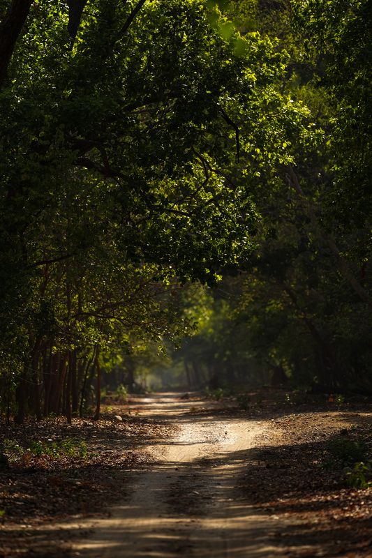 Dhela Zone фото превью