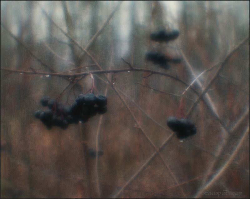 фотопоэзия, монокль, artрhoto Холодный дождь фото превью