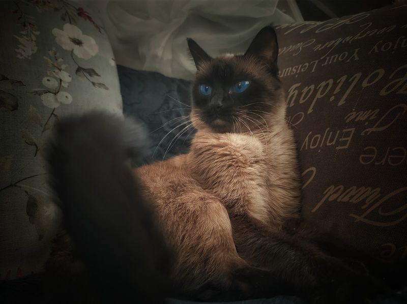 Дара фото превью