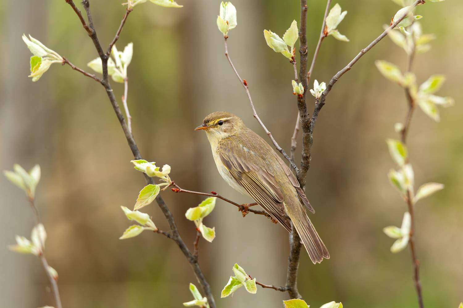 , Сергей Савельев