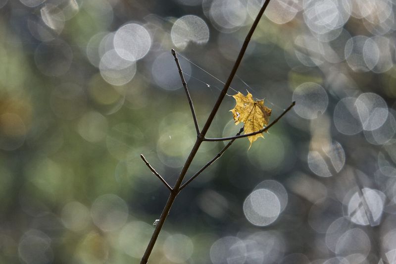 Fall colors. фото превью