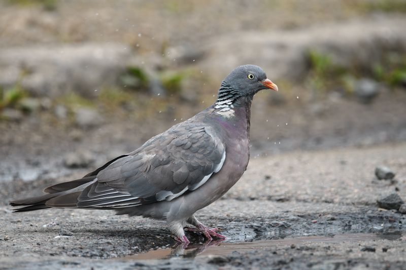 птицы, вяхирь Вяхирь фото превью
