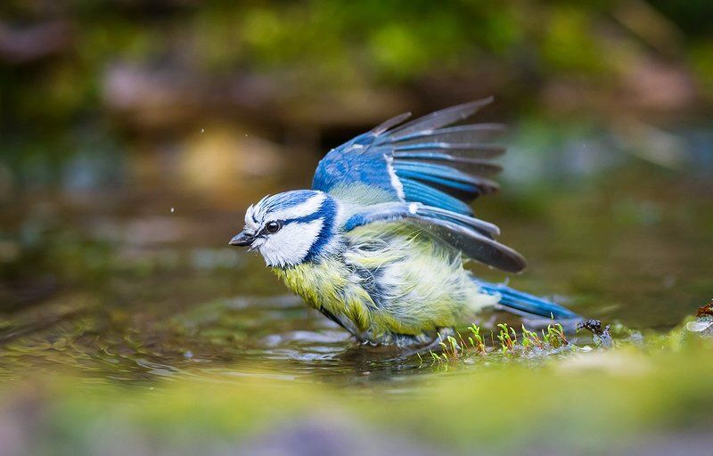лазоревка, птицы, синицы, водопой, дикая природа, blue tit, bird, wildlife, songbird Лазоревка фото превью