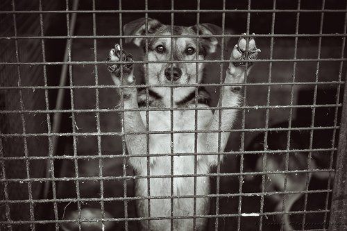 Взгляд от самого чистого сердца...