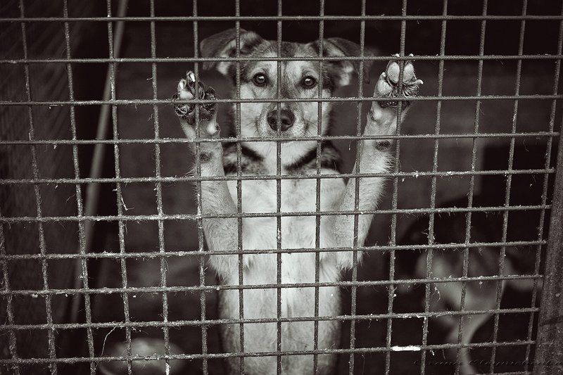 собаки, приют Взгляд от самого чистого сердца... фото превью