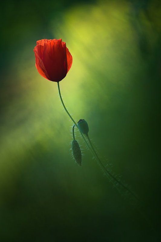 Early summer фото превью