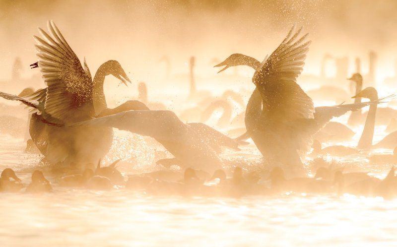 лебеди, Алтай, зима, озеро , Mix fight фото превью