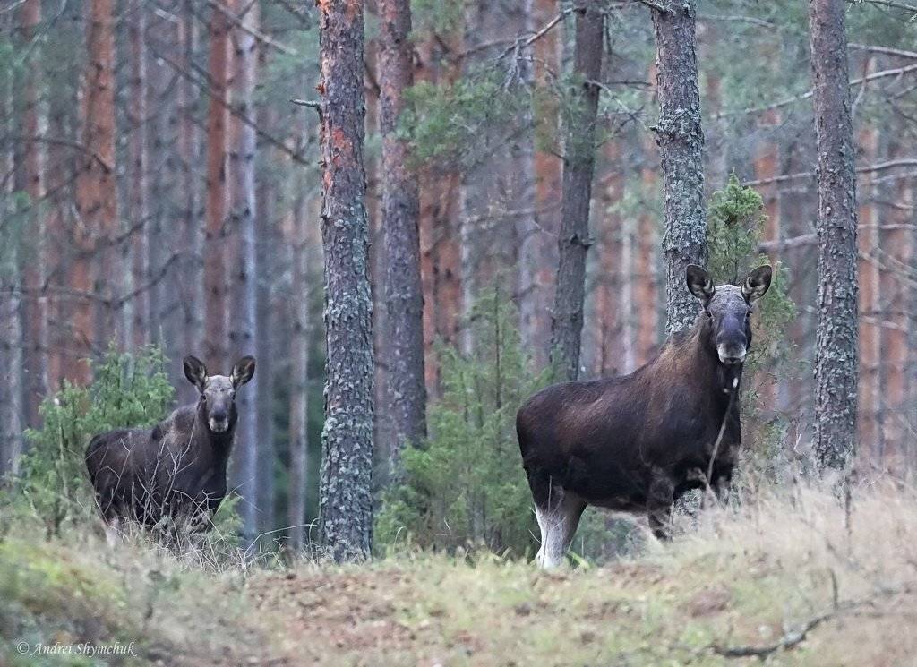 , Андрей Шимчук