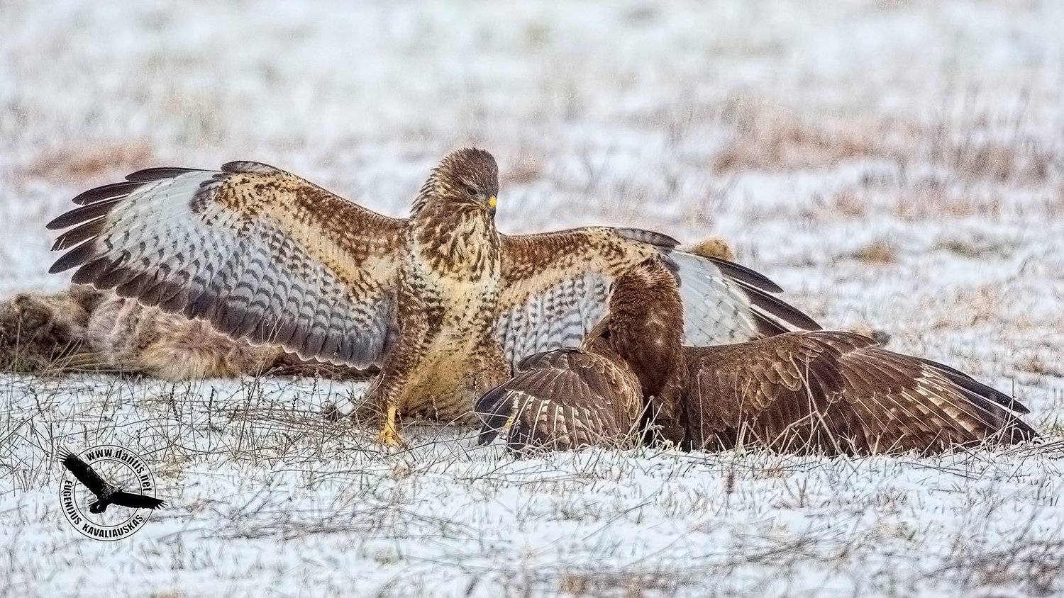 канюк, buteo buteo, common buzzard, Eugenijus Kavaliauskas